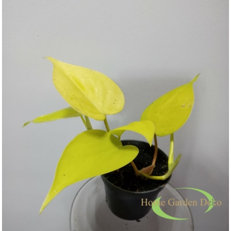 Philodendron hederaceum Lemon Lime