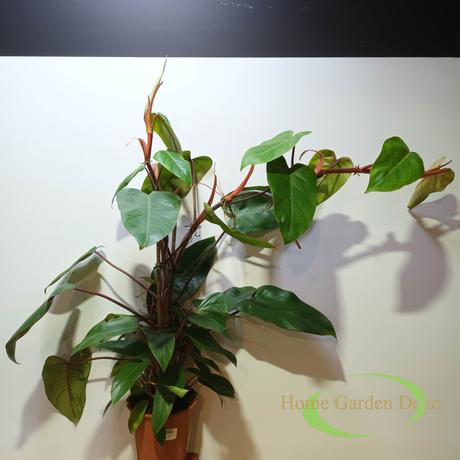 Philodendron mandaianum