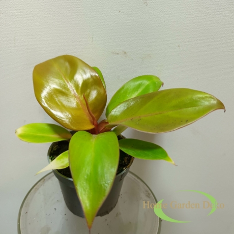 Philodendron Prince of orange