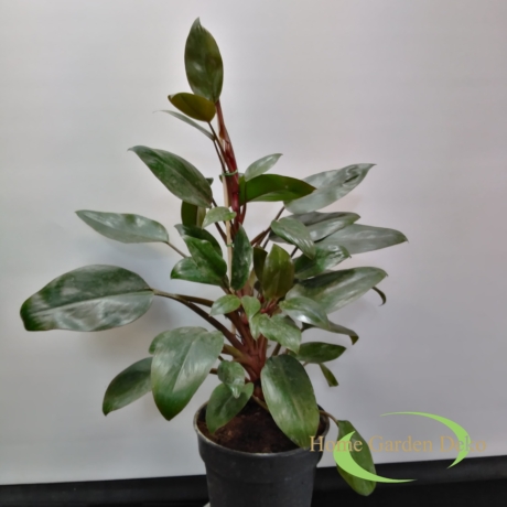 Philodendron Red Onyx