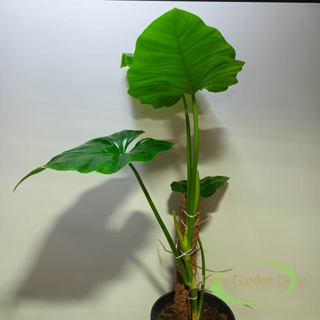 Philodendron subincision