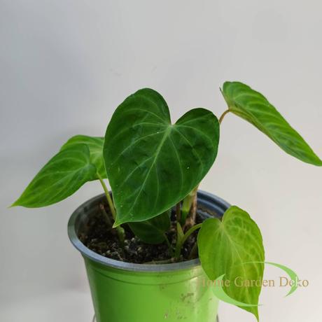Philodendron Verrucosum