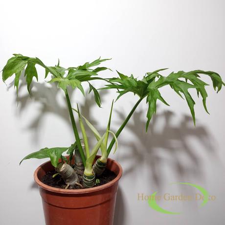 Philodendron Warscewiczii
