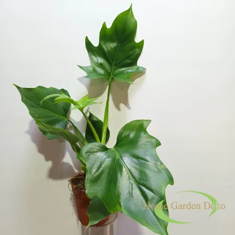 Philodendron Warscewiczii