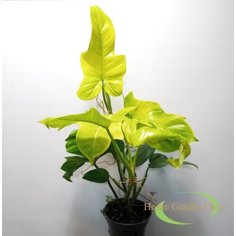 Philodendron Yellow Violin