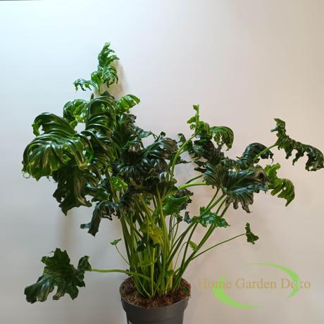 Philodendron Atlantis