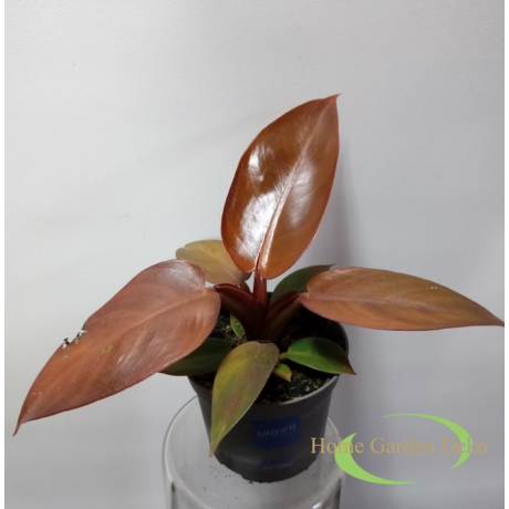 Philodendron Cherry Red