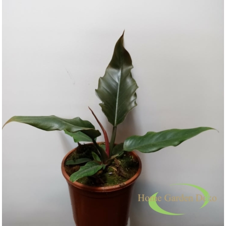 Philodendron narrow Jungle boogie
