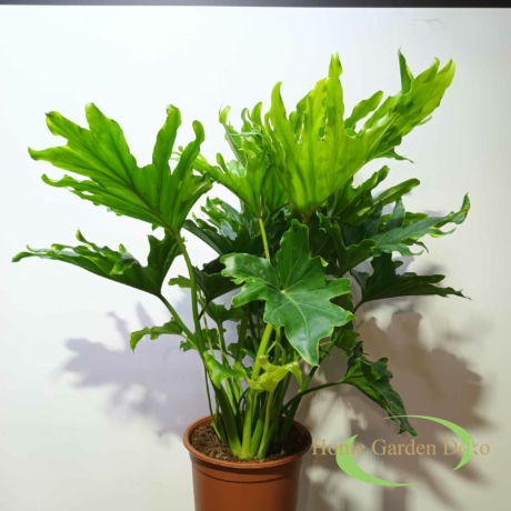 Philodendron Lickety Split