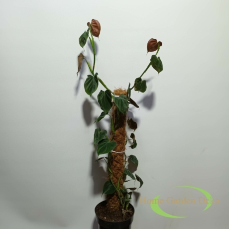 Philodendron Lupinum Kókuszrostkaróval