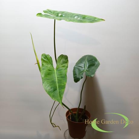Philodendron Paraiso Verde