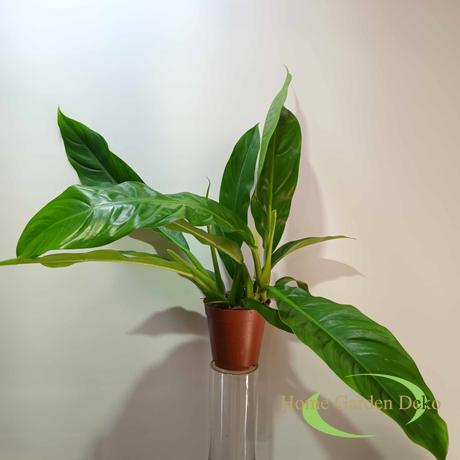 Philodendron Pendulatum