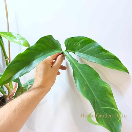 Philodendron Tripartitum