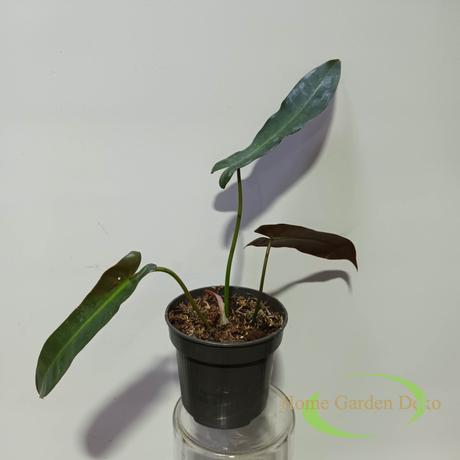 Philodendron atabapoense