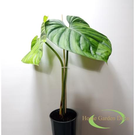 Philodendron sp. Colombia