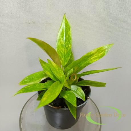 Philodendron Narrow Ring of Fire