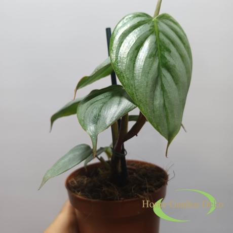 Philodendron Sodiroi