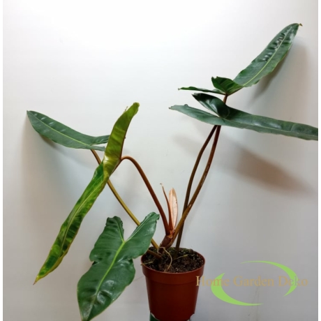 Philodendron atabapoense x billietiae