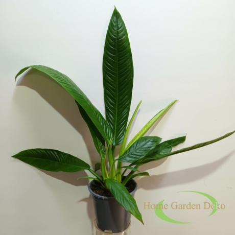 Philodendron campii Lynette