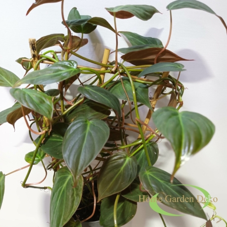 Philodendron scandens subsp. Micans