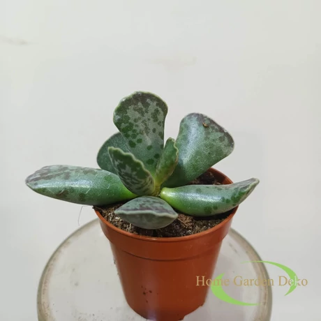 Adromischus cooperi