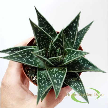 Aloe Tiki Tahi