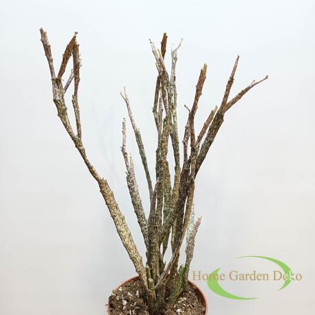 Euphorbia platyclada