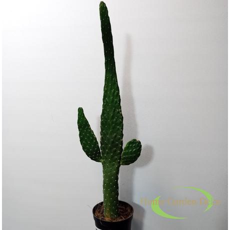 Opuntia rubescens