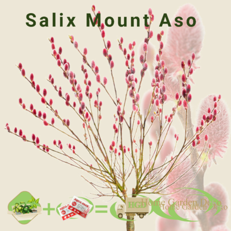 Salix gracilistyla Mt. Aso