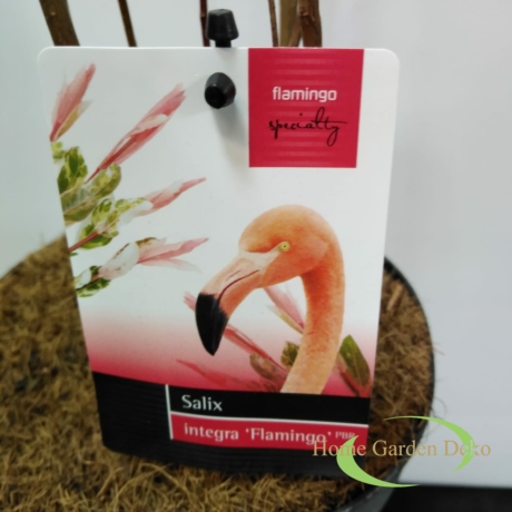 Salix integra Flamingo
