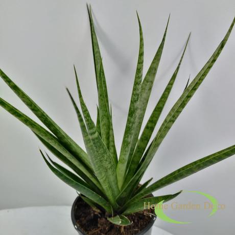 Sansevieria hybrid Sansiam Kichaka