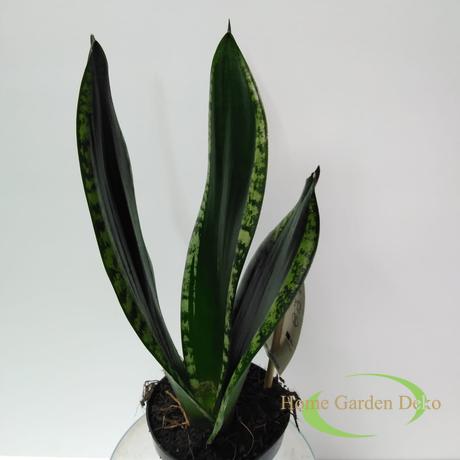 Sansevieria trifasciata Whitney Silver Flame