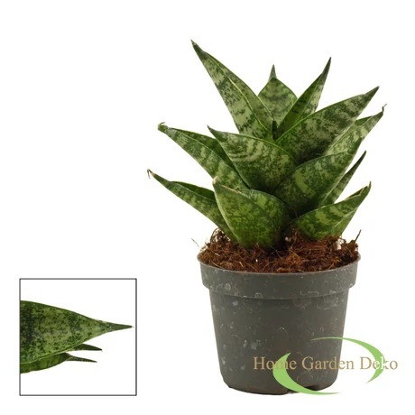 Sansevieria Brilliant Crown