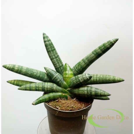 Sansevieria cylindrica Double Boncellensis