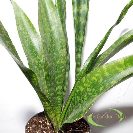 Sansevieria aubrytiana Dragon