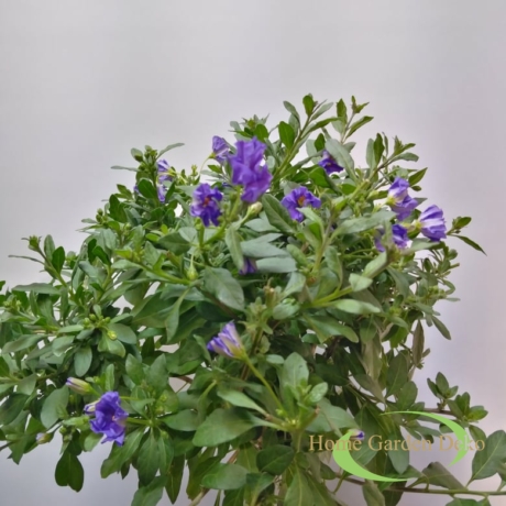 Solanum Rantonetti kék