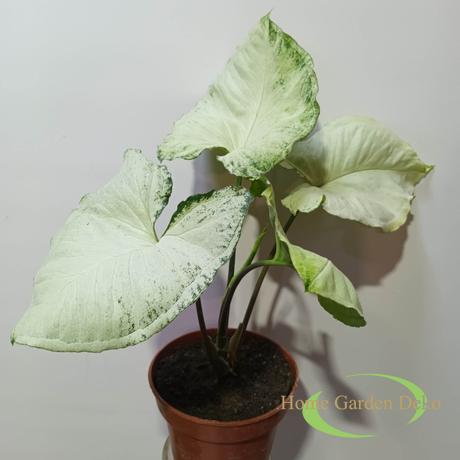 Syngonium Hungarian White
