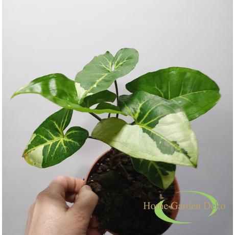 Syngonium Panda