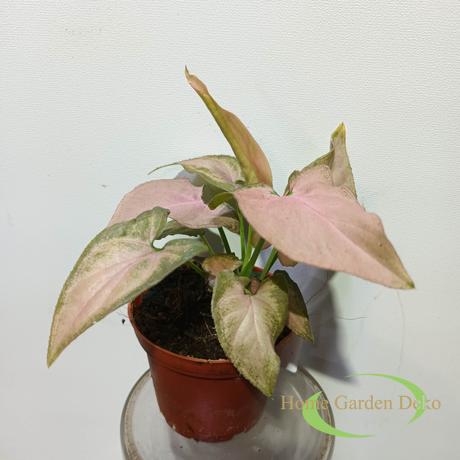 Syngonium Red Spot