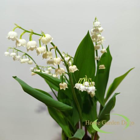 Convallaria majalis