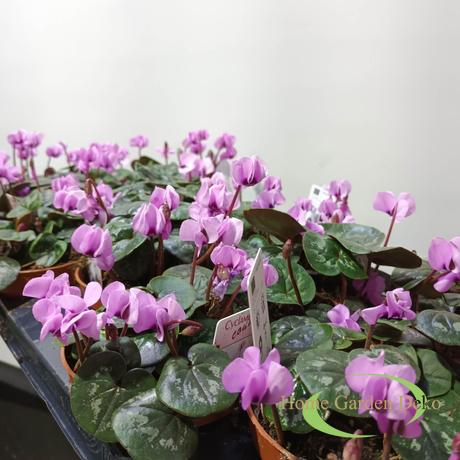 Cyclamen Coum rózsaszín