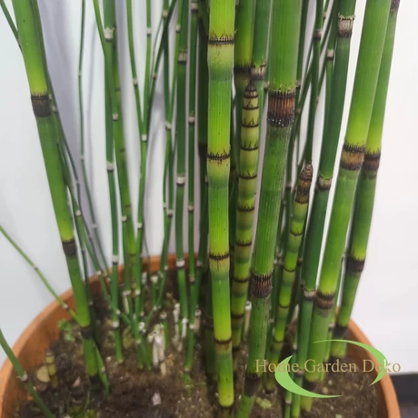 Equisetum hyemale