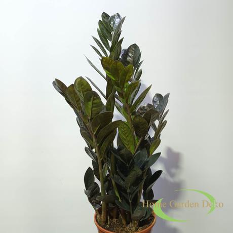 Zamioculcas zamiifolia Raven Black