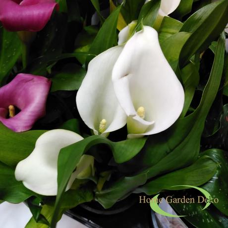 Zantedeschia Crystal blush (fehér)